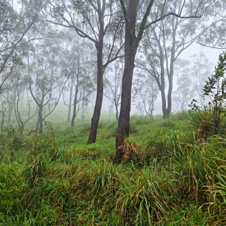 Lush greenery surrounding Bellwood Lake as seen from the viewpoint
