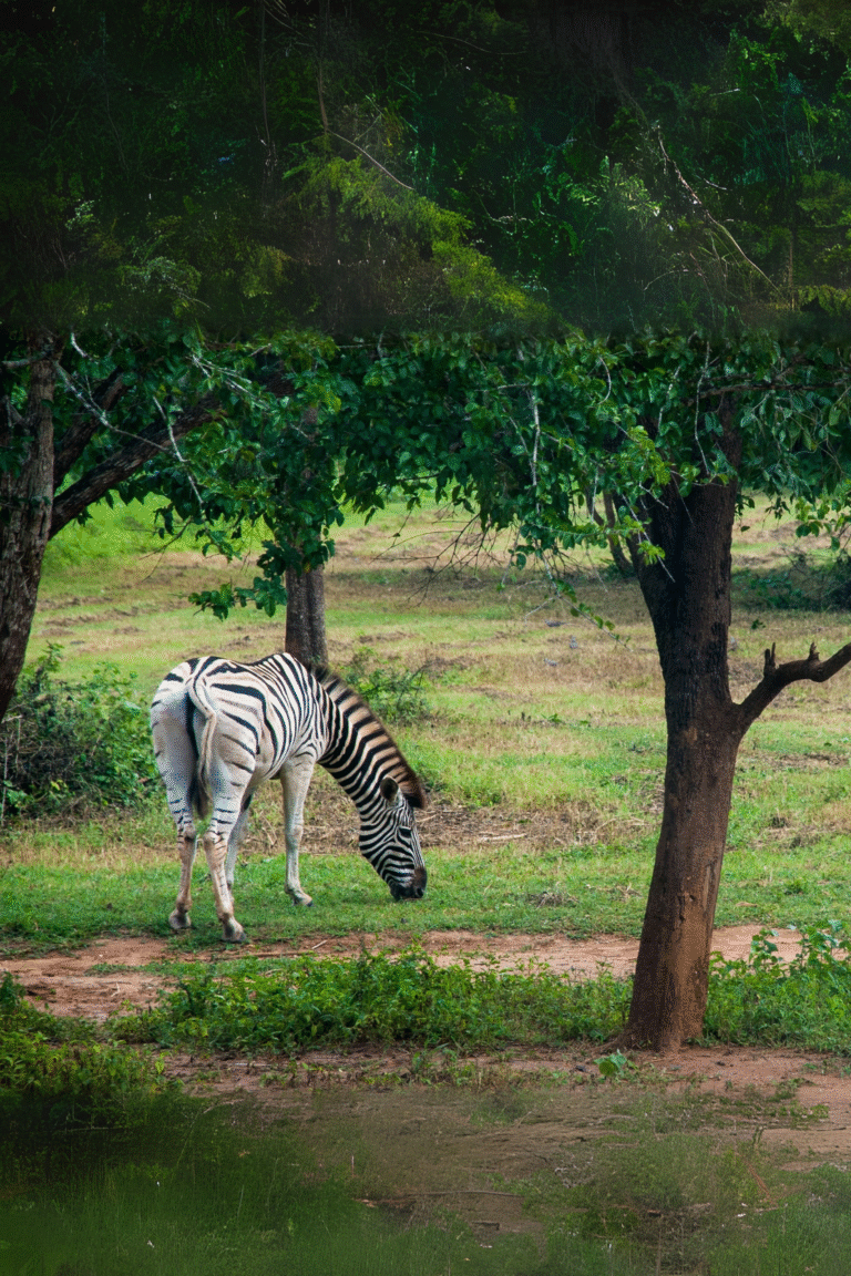 Close-up of animals in Sri Lanka’s Ridiyagama safari