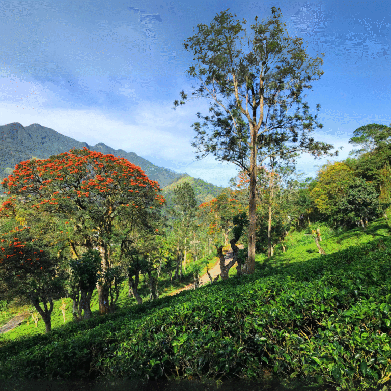 Scenic view from Mini World's End in Madulsima Sri Lanka