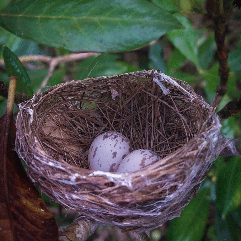Undisturbed natural beauty of Ussangoda’s coastal ecosystem
