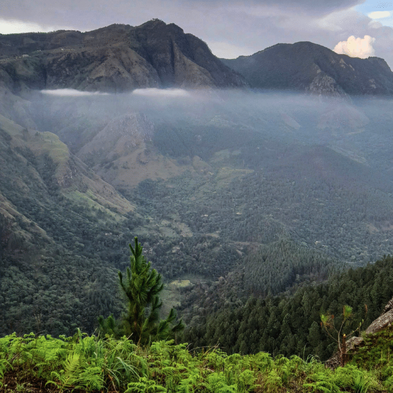 misty morning over lush green Wangedigala hills
