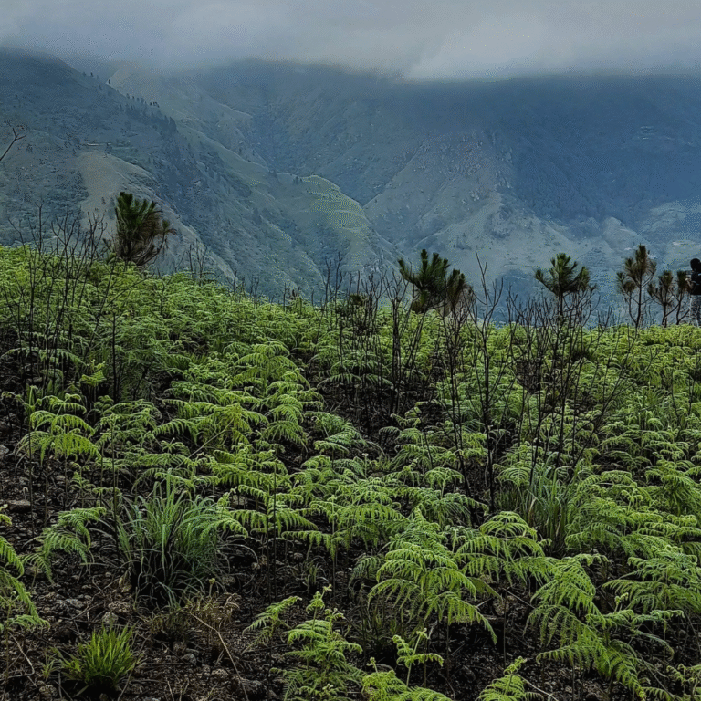 Beautiful view of Wangedigala surrounded by forest