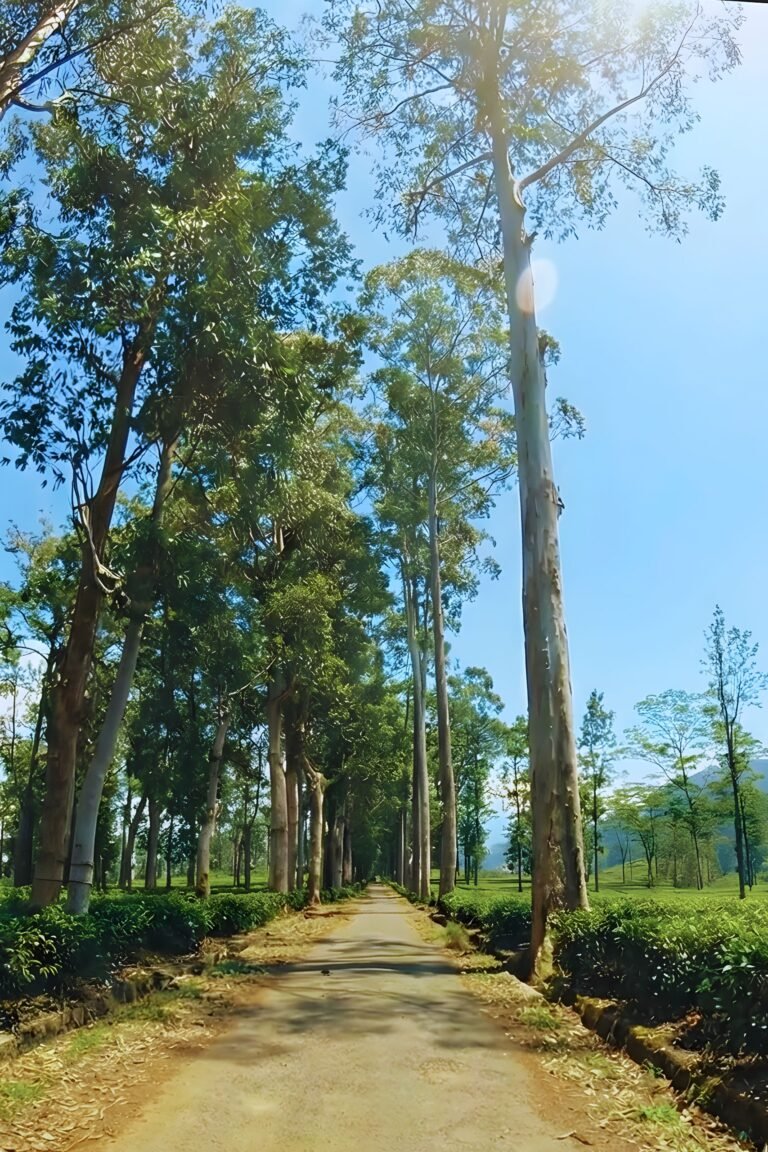 Allakolla Estate tea plantation view in Sri Lanka