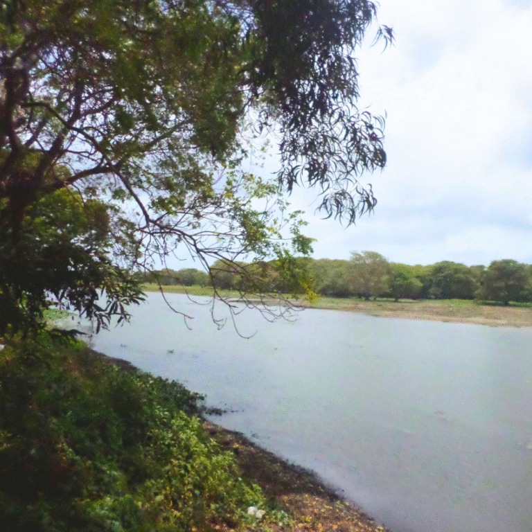 Eco tourism destination Anawilundawa Bird Sanctuary Sri Lanka