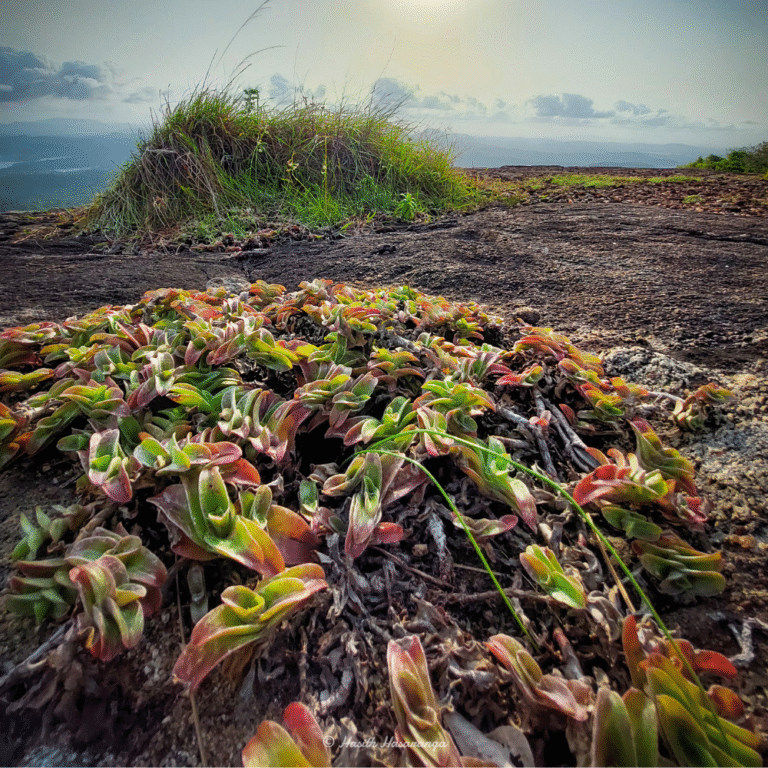 Natural beauty of Arangala hill in Sri Lanka