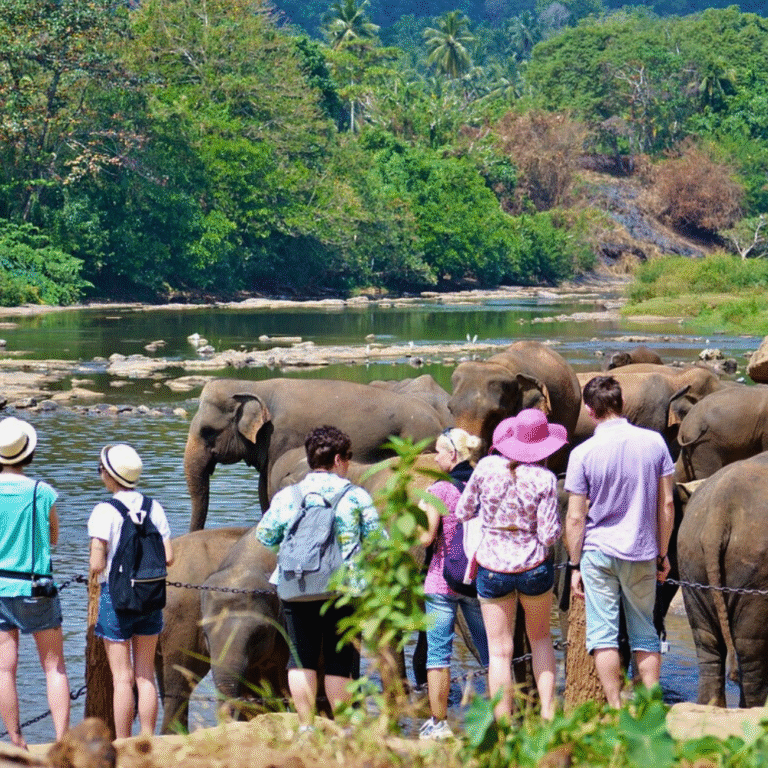 Tourists watching baby elephants play in water