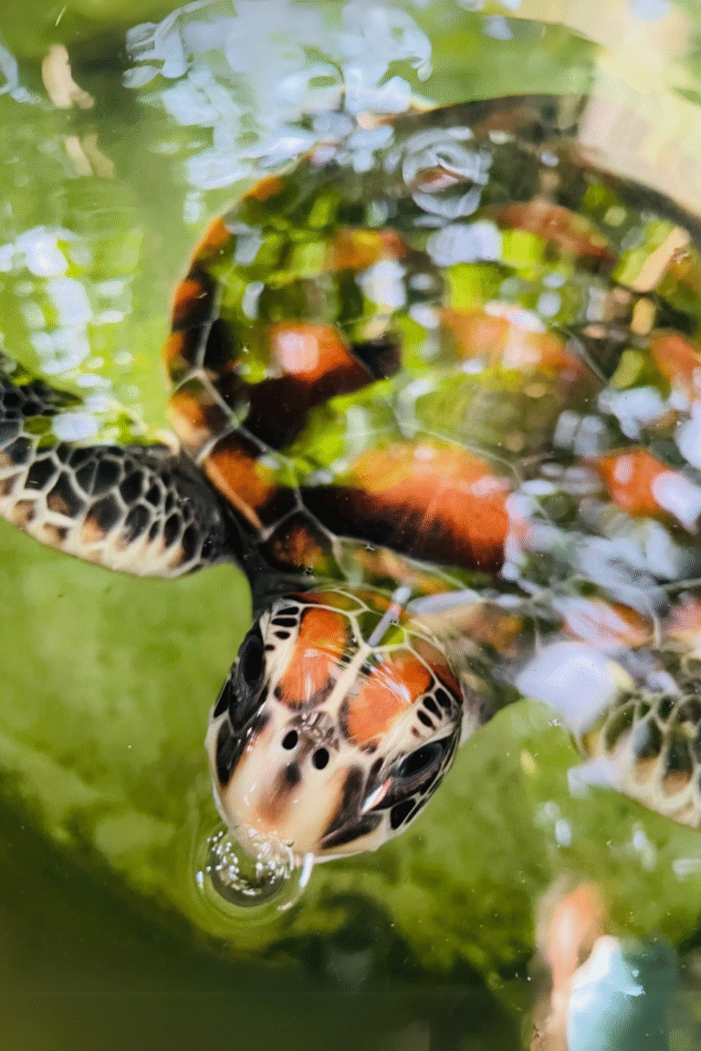 Protecting endangered turtles at Sri Lankan hatchery