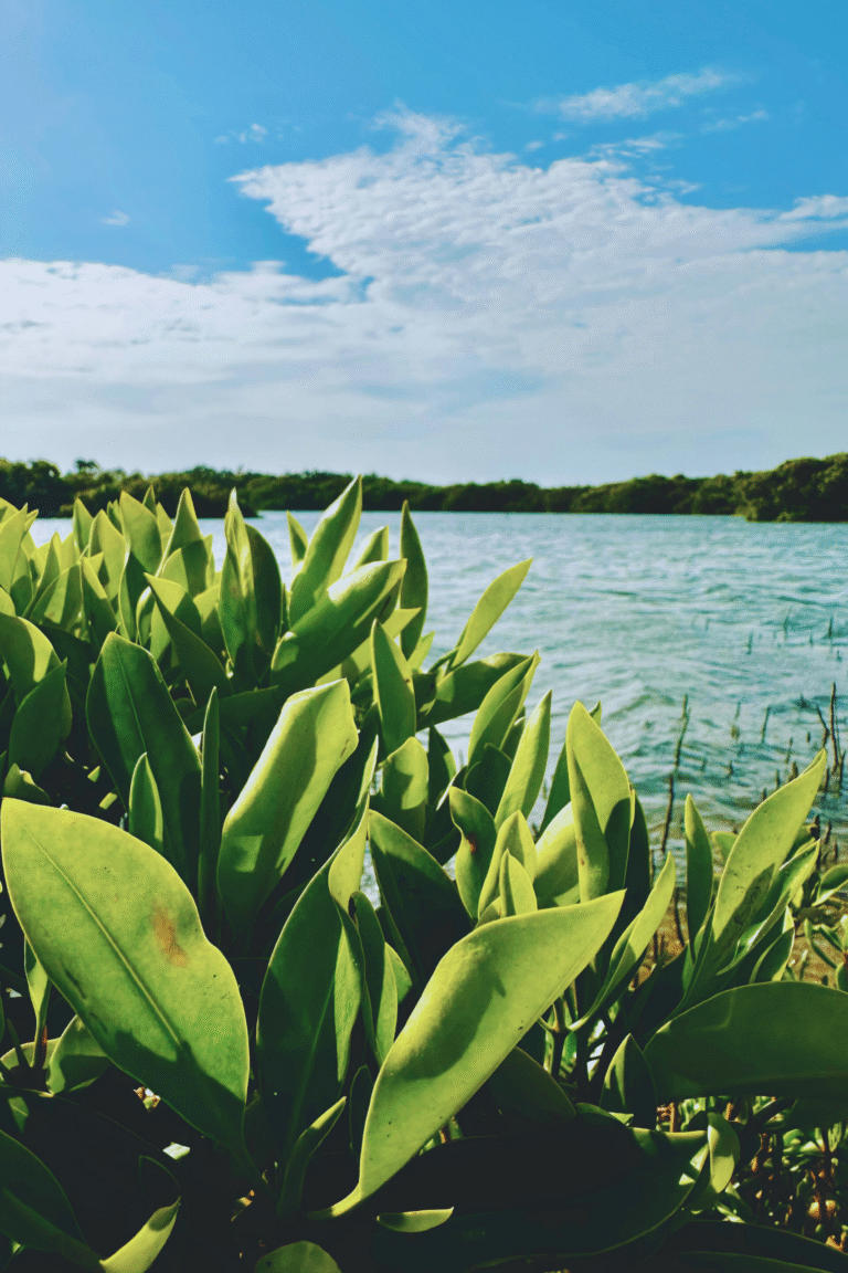Baththalangunduwa island beach view in Sri Lanka