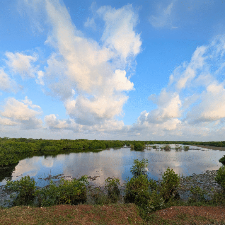 Bird watching at Sarasalai lagoon in Sri Lanka