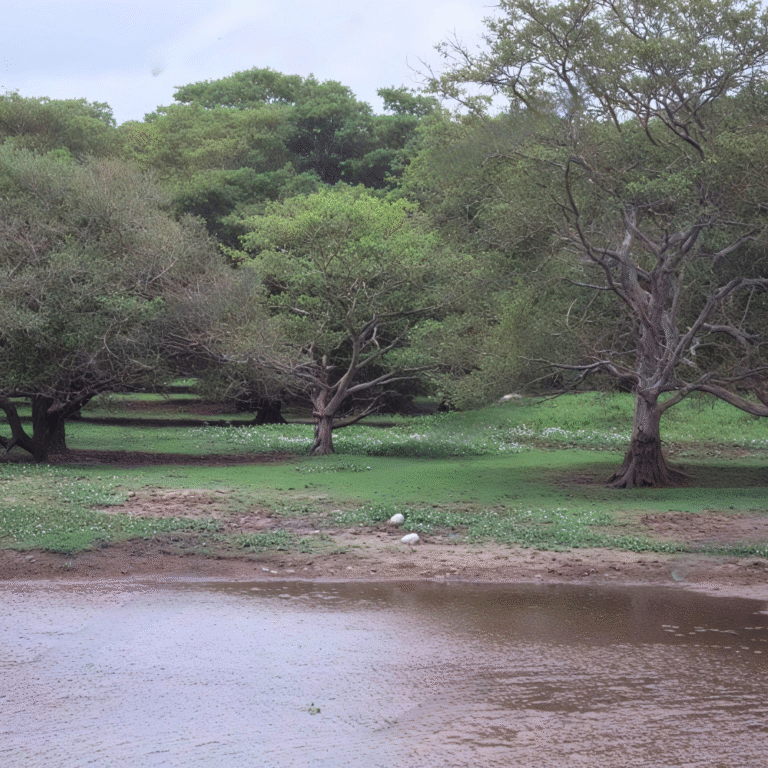 Rare bird species habitat at Anawilundawa wetland reserve