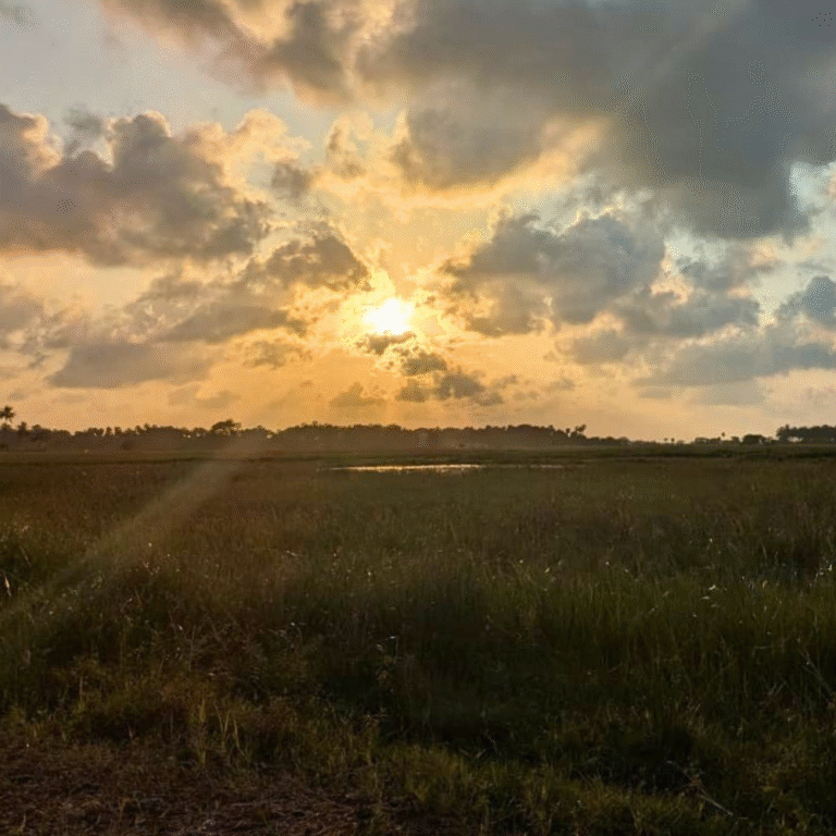 Scenic view of Sarasalai lagoon with wild birds