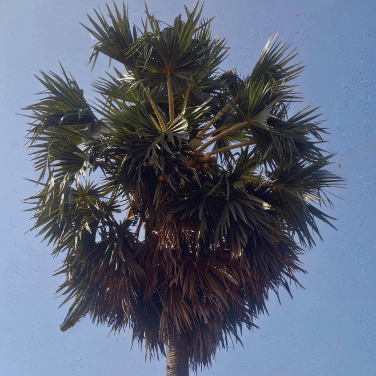 Muhudu Maha Viharaya with ancient Buddha idols and a white pagoda in Sri Lanka