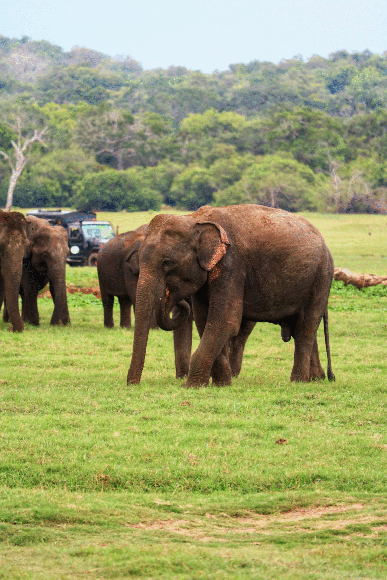 Tourists enjoying a jeep safari in Kaudulla National Park