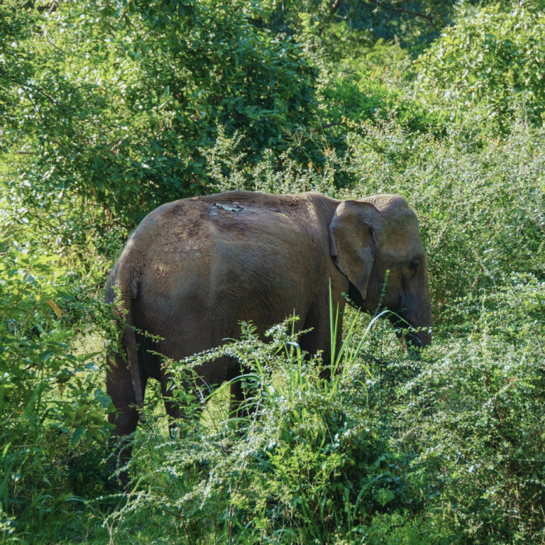 Safari jeep tour inside Lunugamvehera National Park