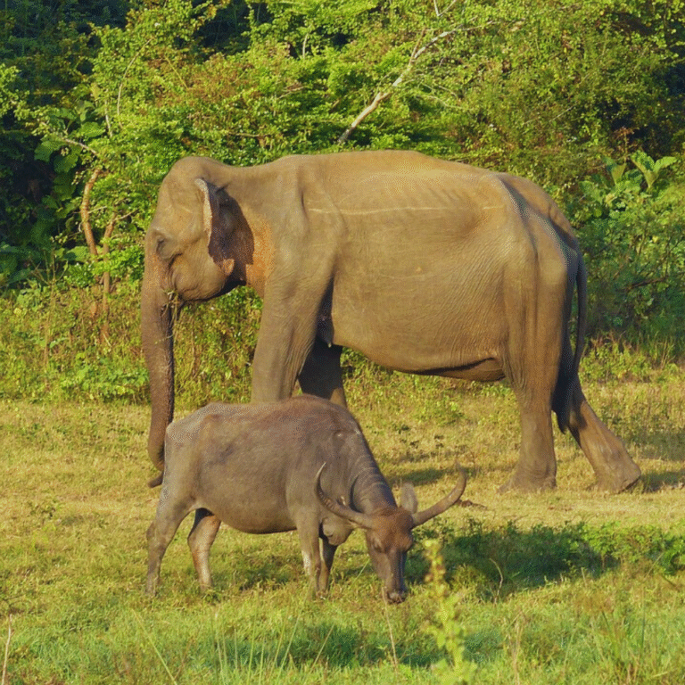 Wild elephants grazing in Wasgamuwa National Park Sri Lanka