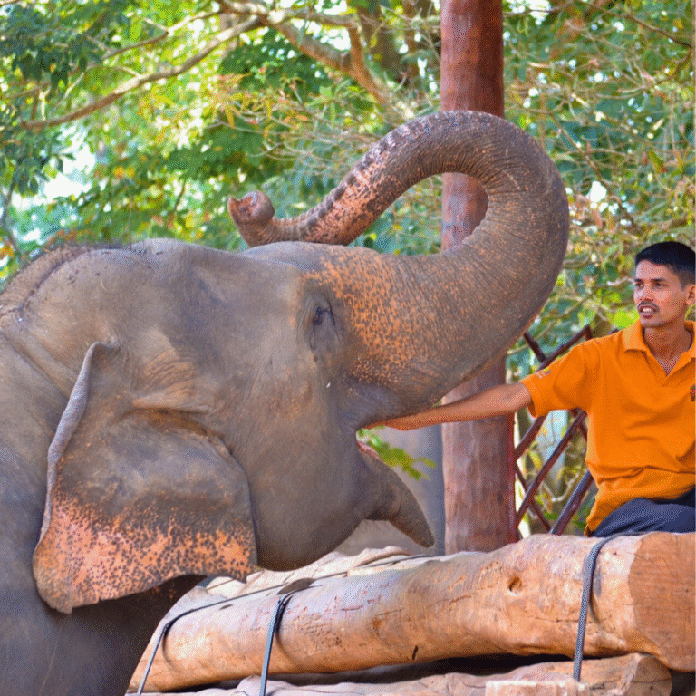Caretakers feeding elephants at Pinnawala Orphanage