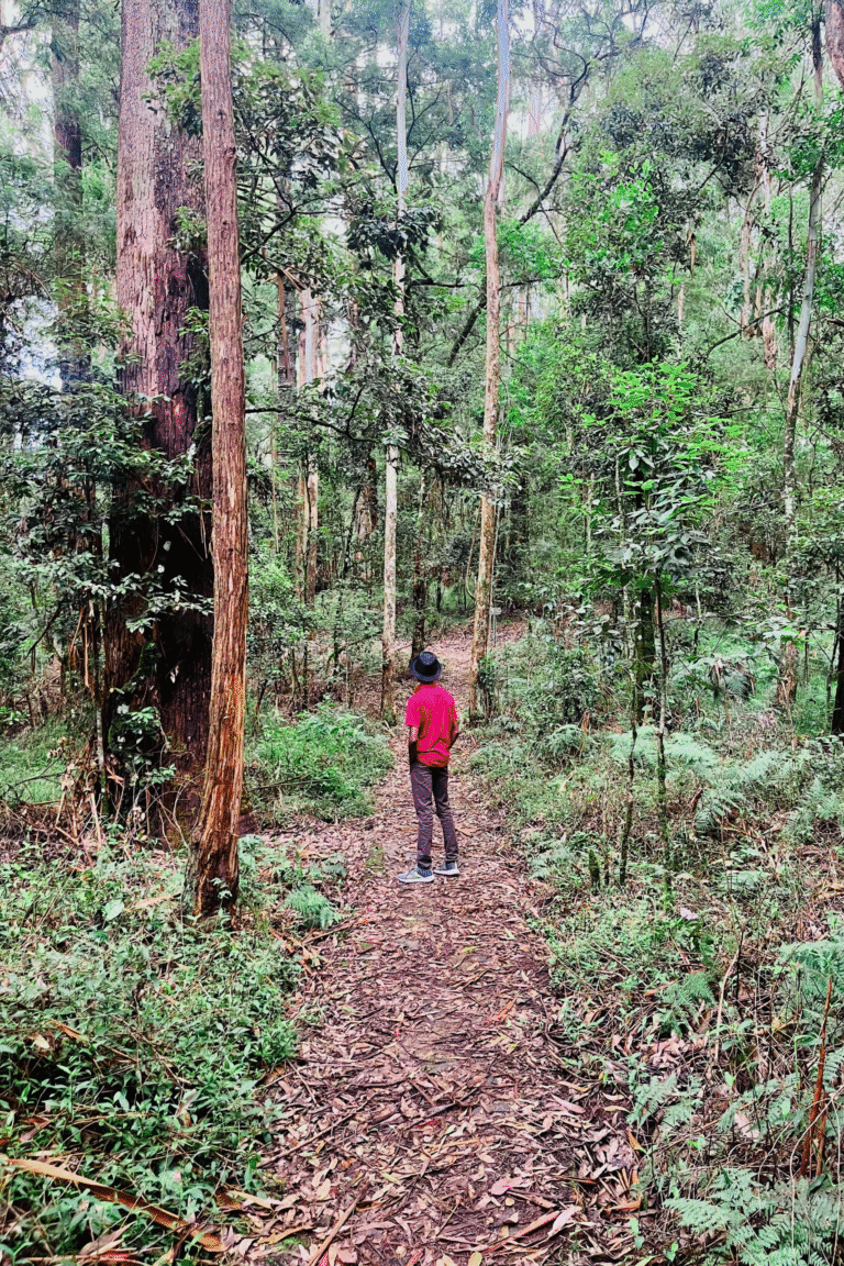 Walking trail through lush forest at Galways Land National Park