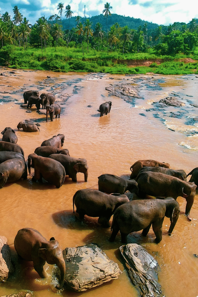 Elephants bathing in the Maha Oya River at Pinnawala