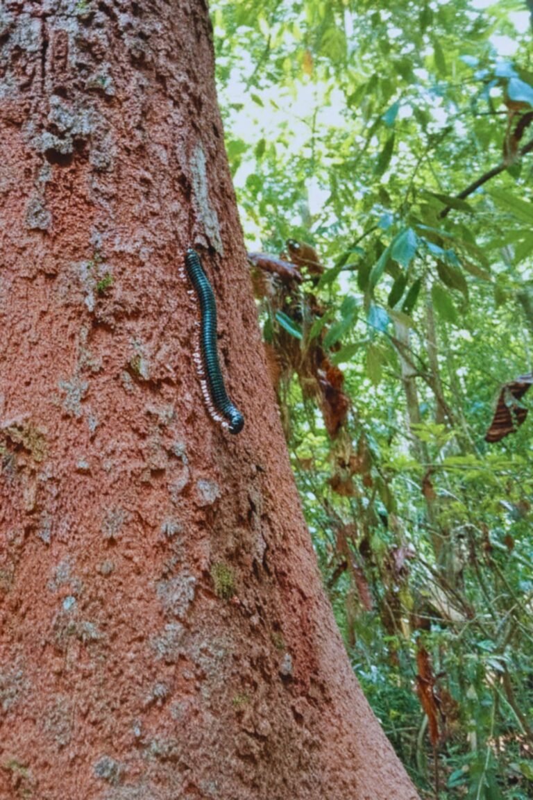 Kanneliya rainforest dense greenery in Sri Lanka
