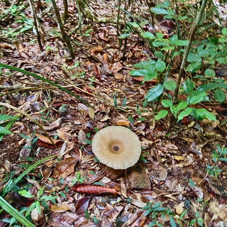 Trekking path through Kanneliya biodiversity hotspot