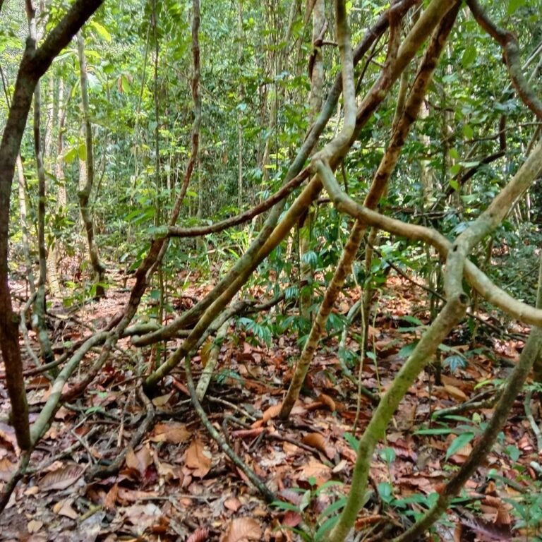 Scenic view of Kanneliya forest trails
