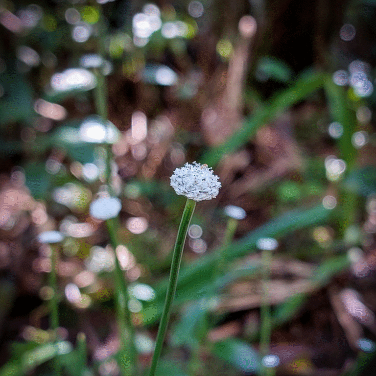 Scenic infinity pool at Knuckles mountains with panoramic views