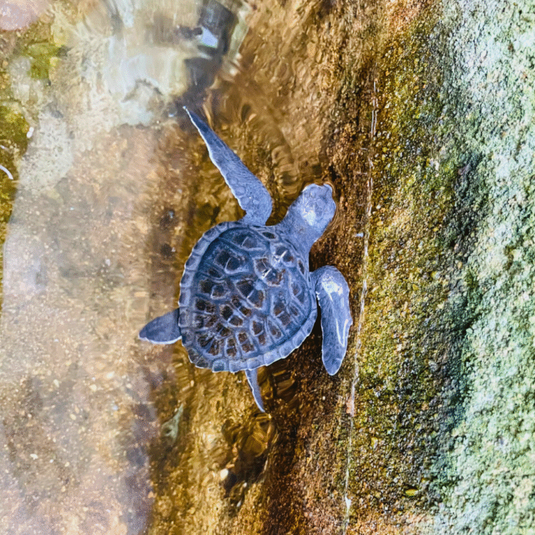Kosgoda sea turtle hatchery tourist attraction in Sri Lanka