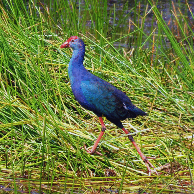 Exotic bird species in Kumana Sri Lanka