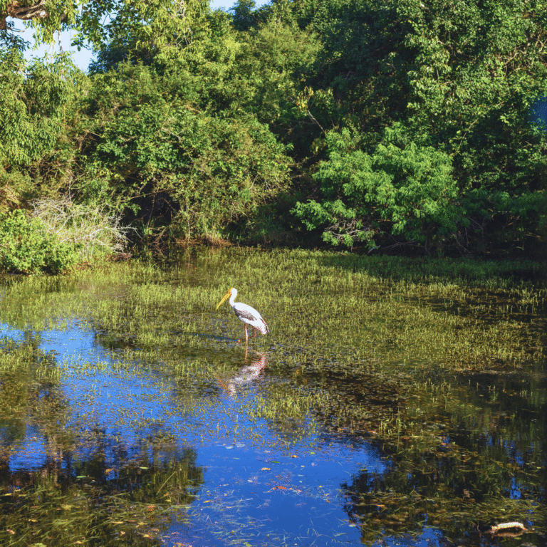 Picturesque lagoon at Kumana National Park