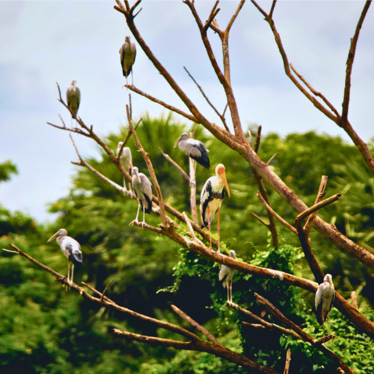Scenic wetland view at Kumana wildlife sanctuary