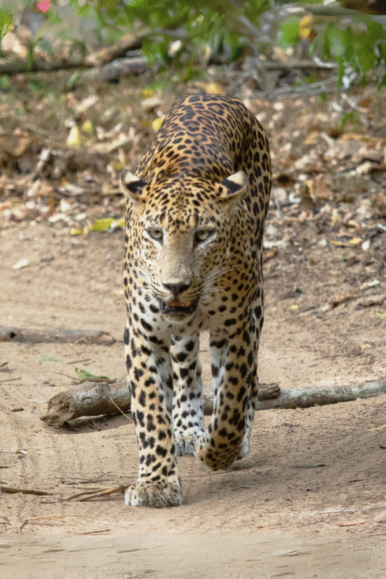 Leopard sighting at Wilpattu National Park