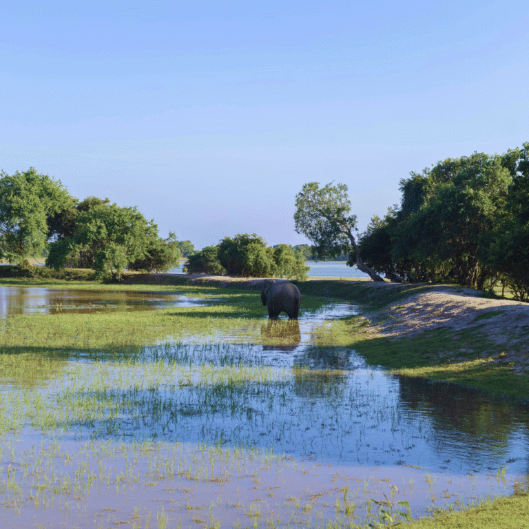 Elephants roaming in Lunugamvehera National Park