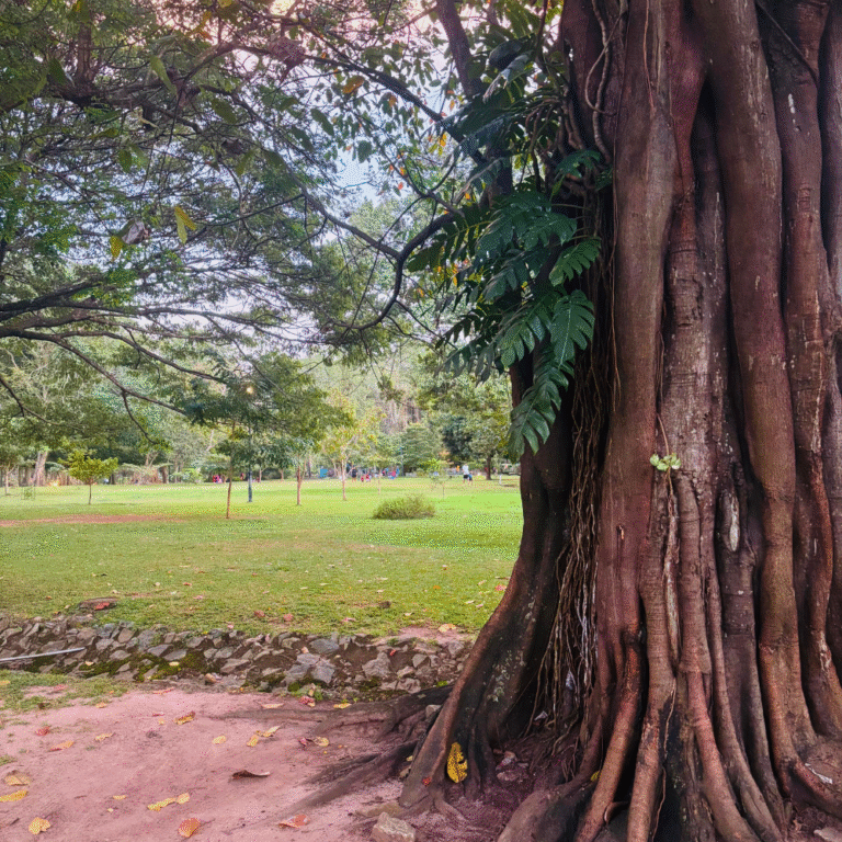 Large trees providing shade in Viharamahadevi Park