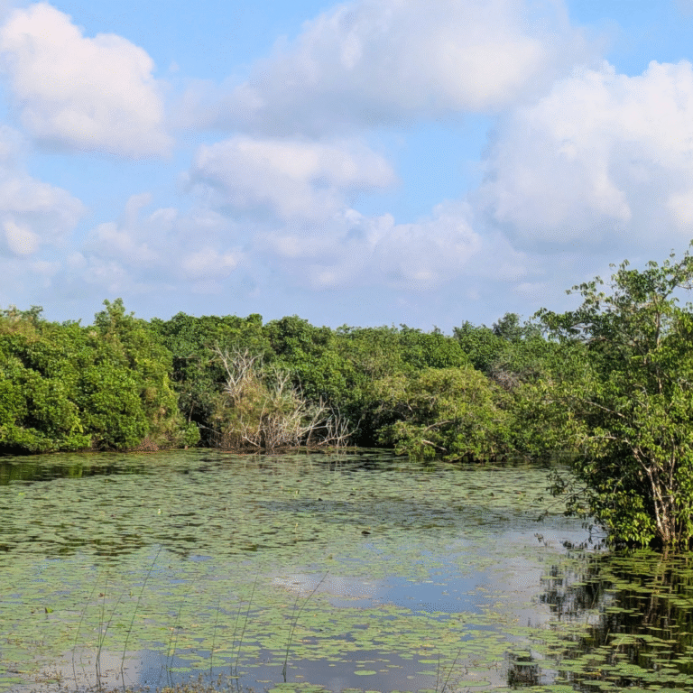 Birding hotspot Sarasalai wetland in northern Sri Lanka