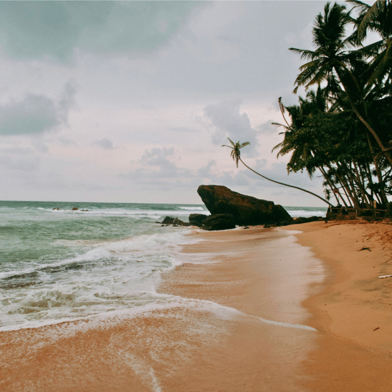 palm trees lining Mihiripanna Beach coastline