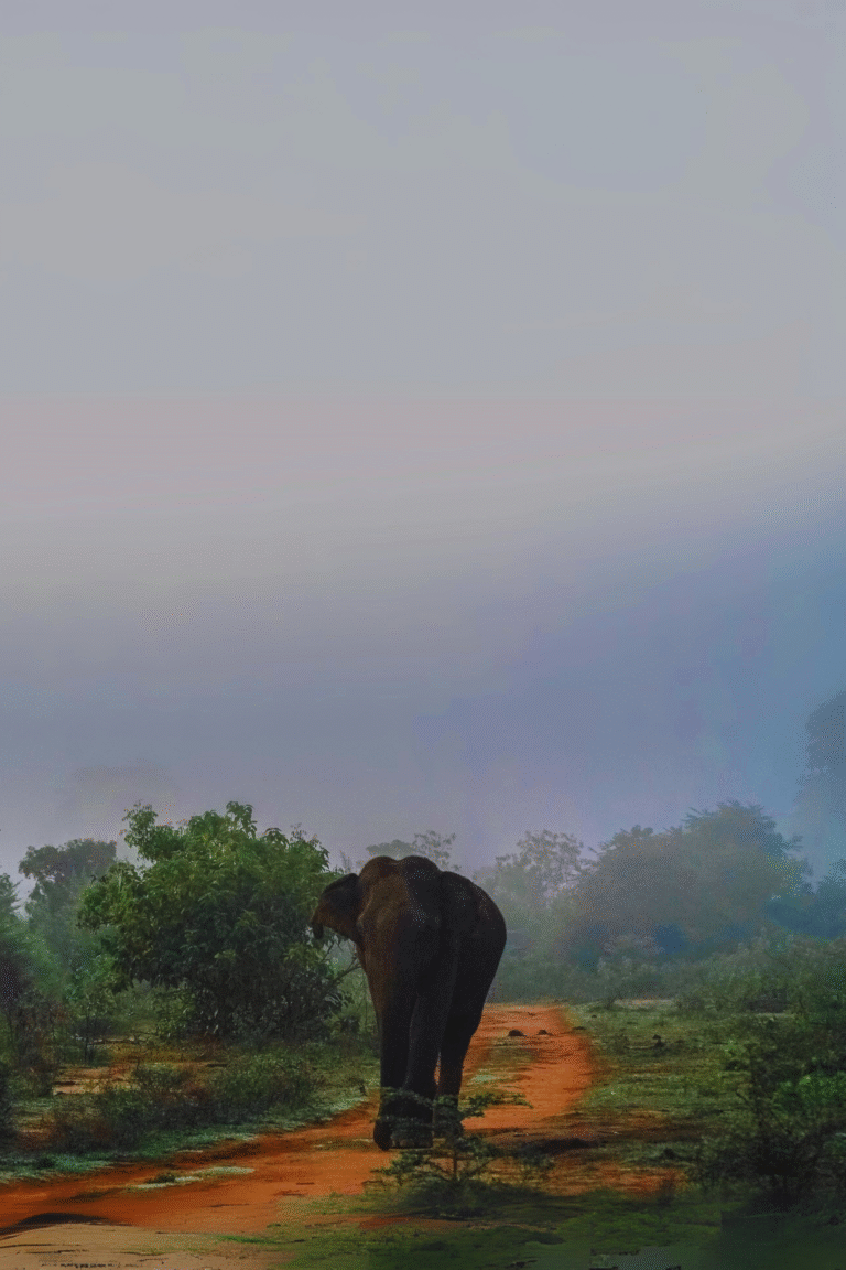 Scenic view of Lunugamvehera National Park in Sri Lanka
