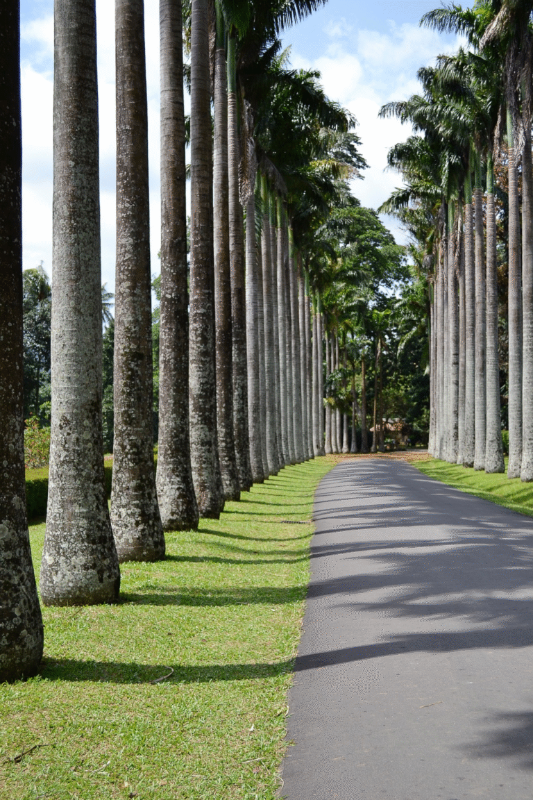 Giant trees and tropical plants at Peradeniya Garden Sri Lanka