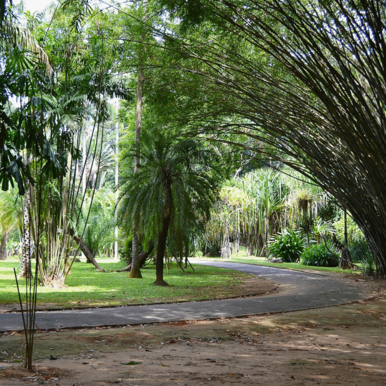 Historical Royal Botanical Garden in Peradeniya Kandy