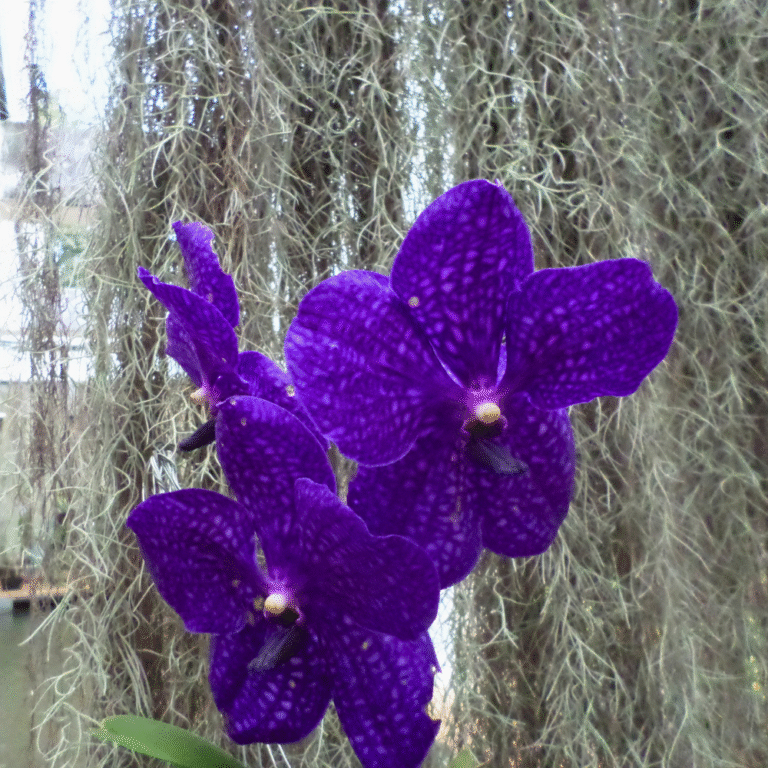 Famous tourist attraction Peradeniya Botanical Garden in Sri Lanka