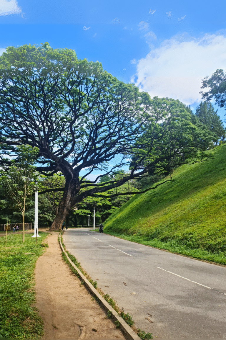 Scenic view of Peradeniya University campus surrounded by greenery