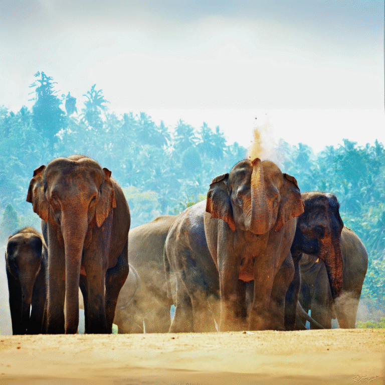 Elephant herd walking towards the river in Pinnawala