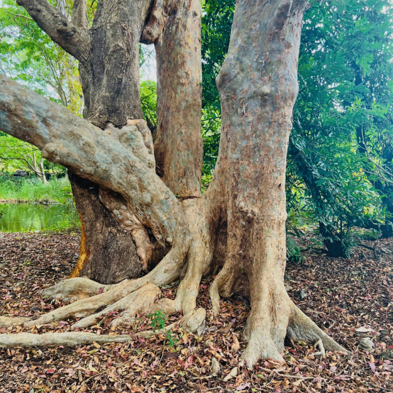 serene waters and surrounding greenery at Rajanganaya Dam
