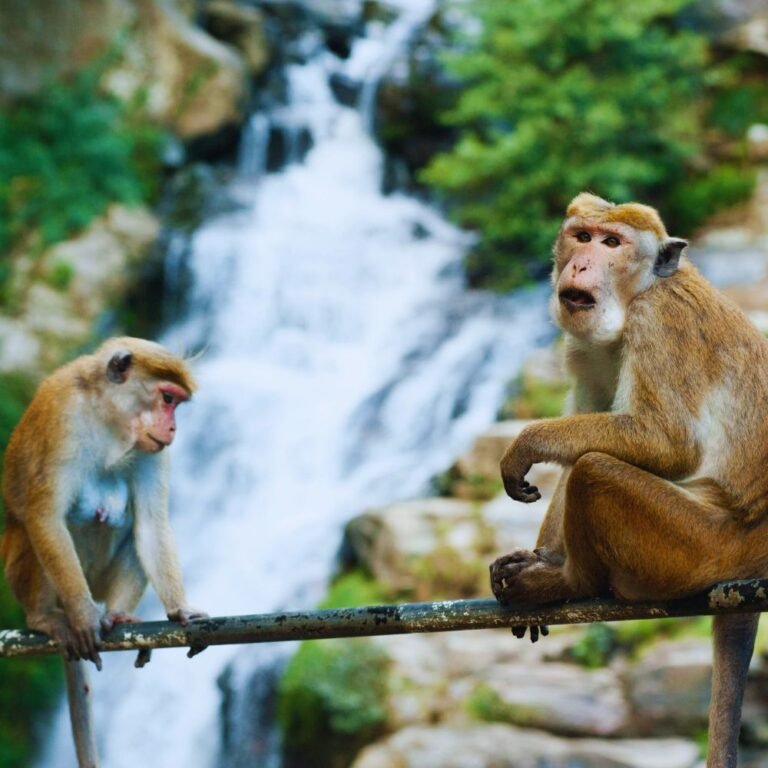 Popular tourist attraction Ravana Ella Waterfall Sri Lanka