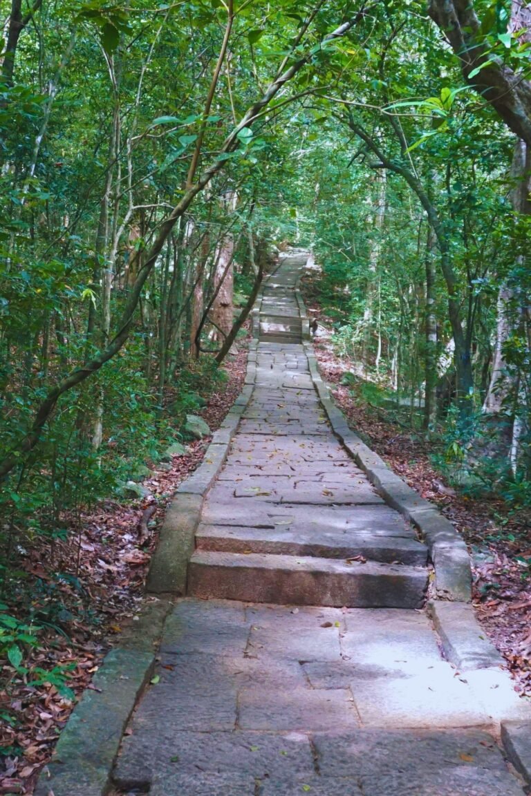 Ritigala mountain covered in lush green forest
