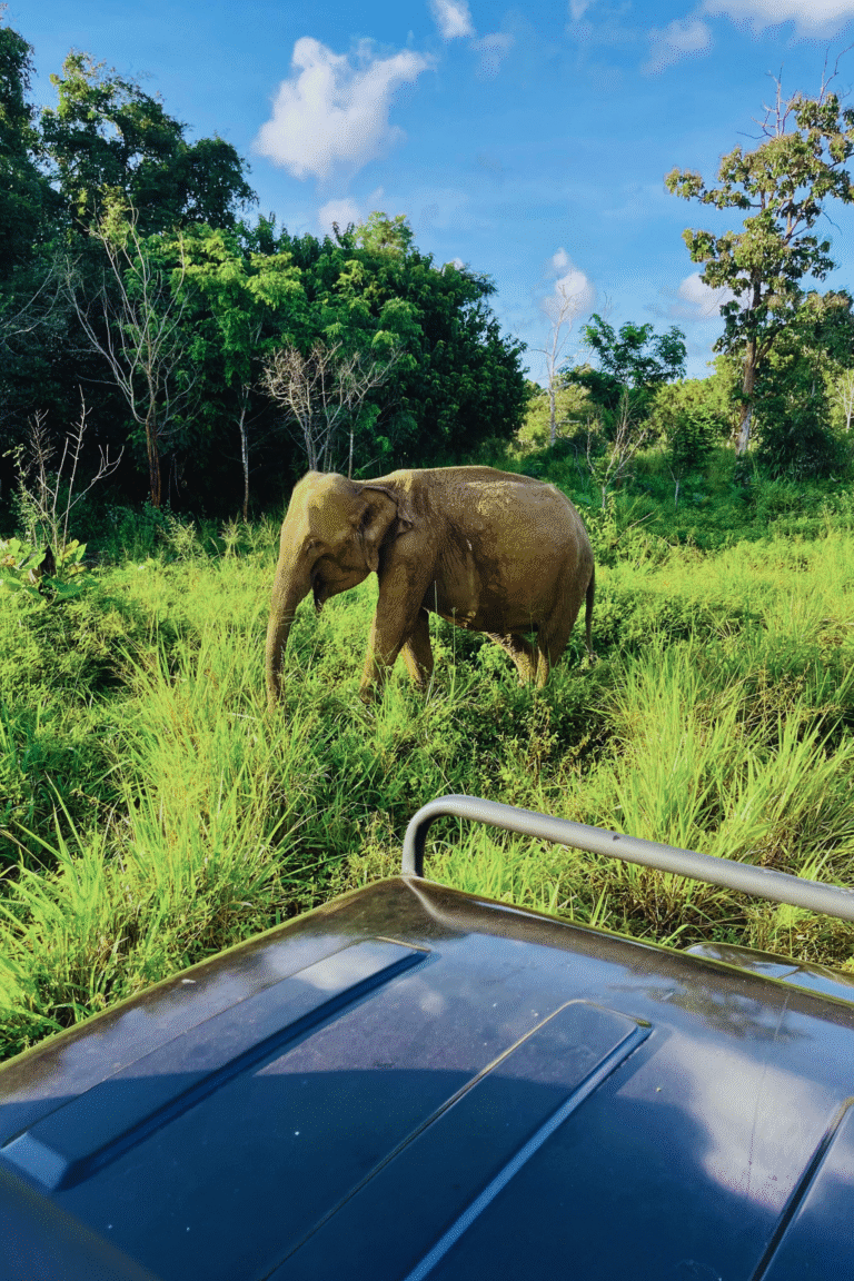 Tourists on safari jeep adventure in Wasgamuwa National Park