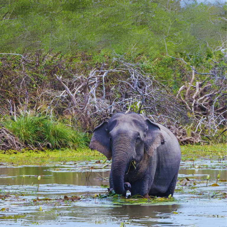 Safari experience at Lunugamvehera National Park