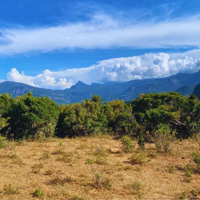 view of lush greenery from Manigala rock peak