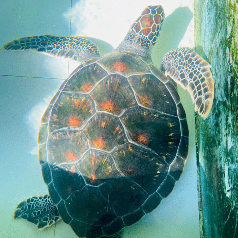 Sea Turtle Hatchery Centre in Sri Lanka for conservation