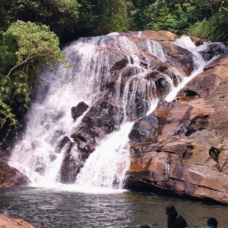 dense rainforest of Sinharaja Forest Reserve in Sri Lanka