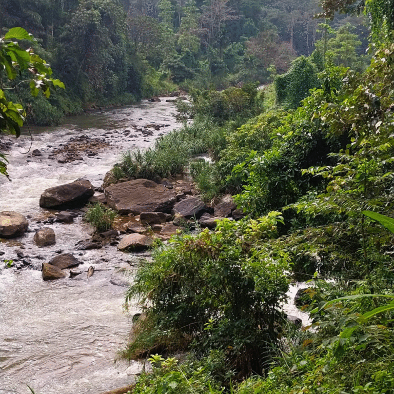 serene stream flowing through Sinharaja rainforest